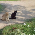 IMG_20111009_1422292